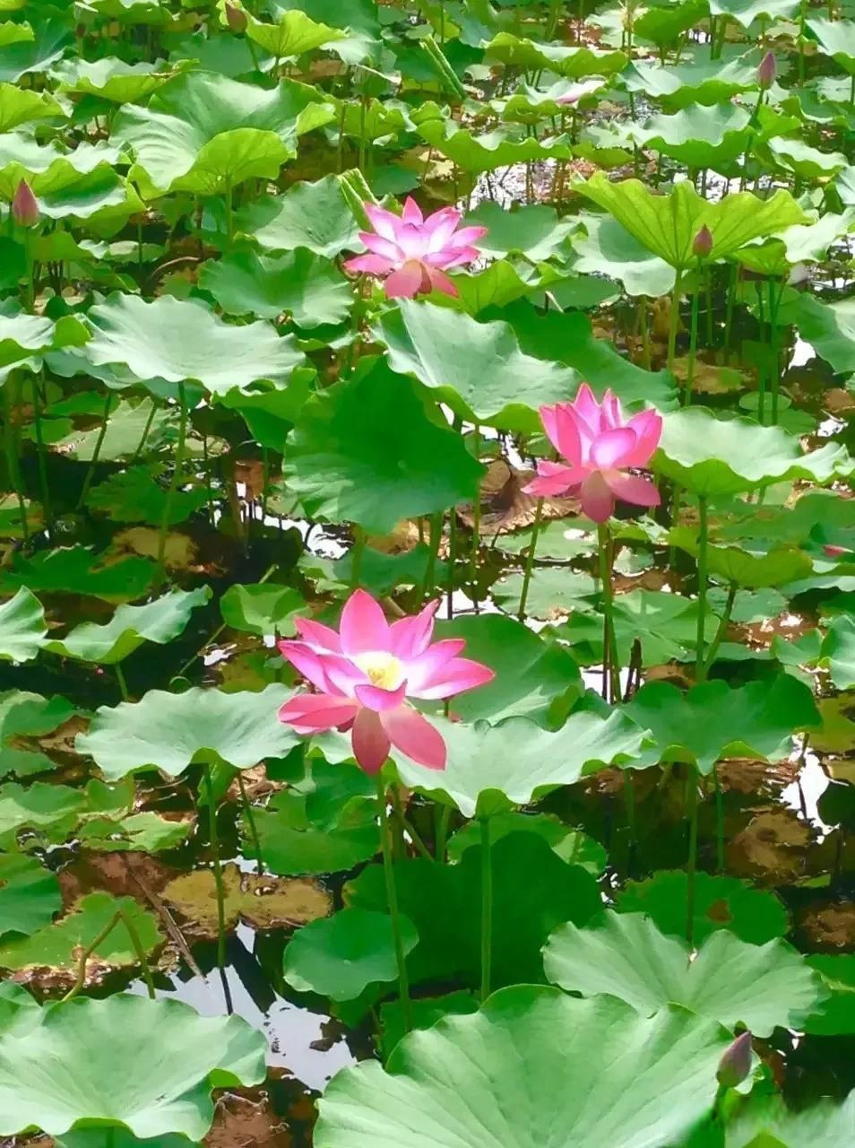 闲云传唱松阶晚，悠悠绿水千峰间